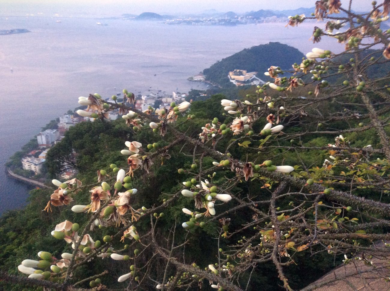 Sugarloaf mountain rising over Guanabara Bay in Rio de Janeiro